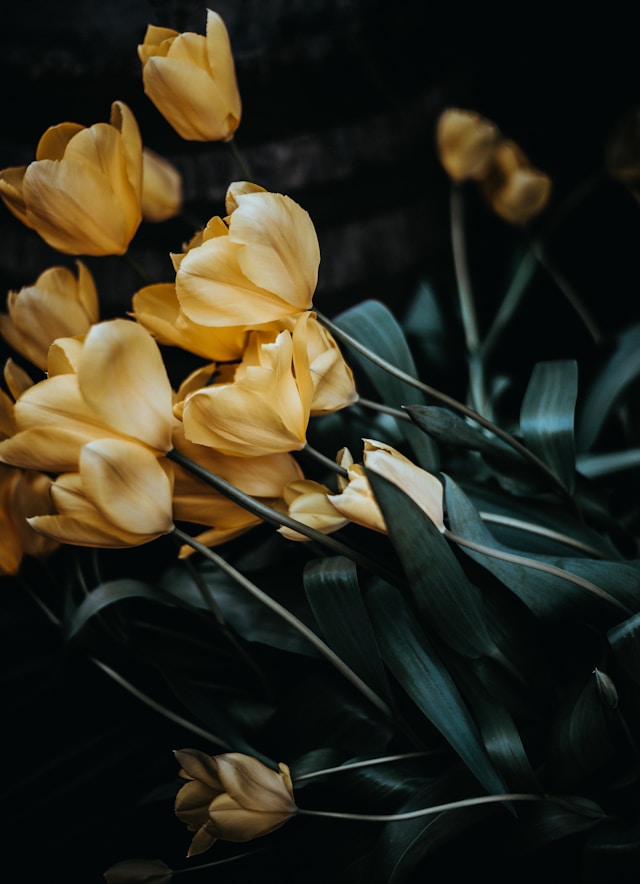 cremation services Orange County, CA