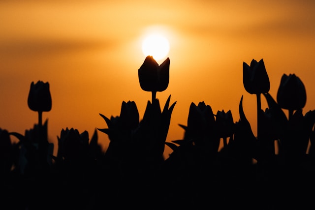 cremation services Orange County, CA