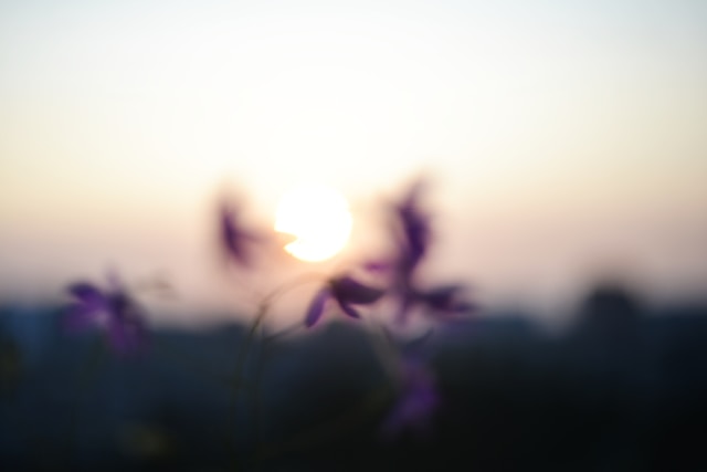 cremation services Garden Grove, CA